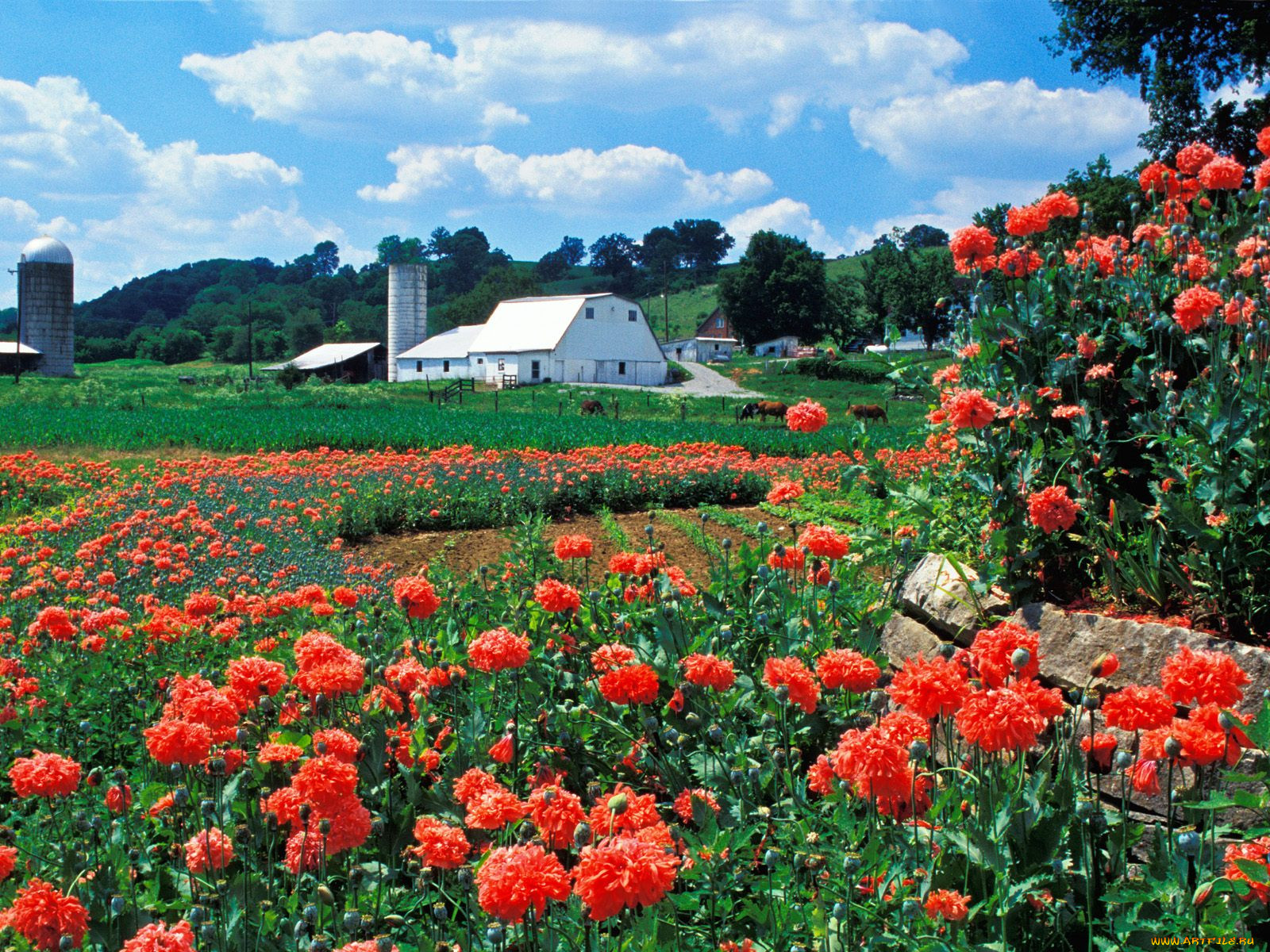 farm, and, poppies, bardstown, kentucky, 
